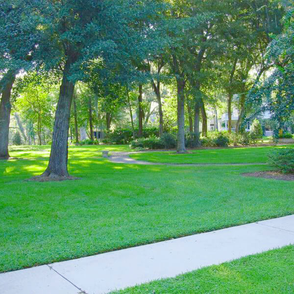 St. Augustine Palmetto SOD Vs CitraBlue SOD: Choosing the Right Grass for Your Lawn