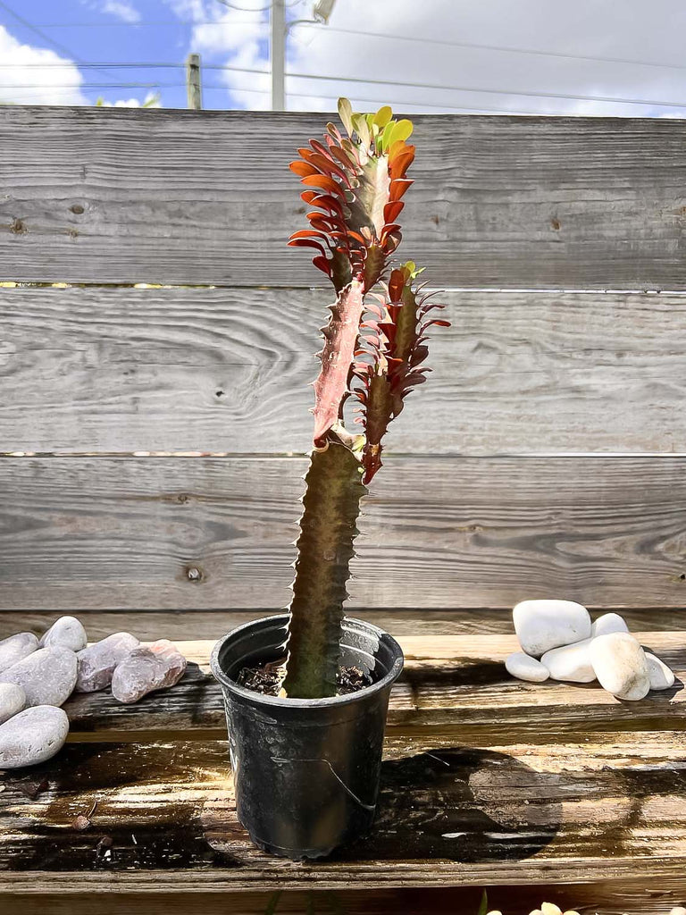 Euphorbia trigona Rubra Cactus